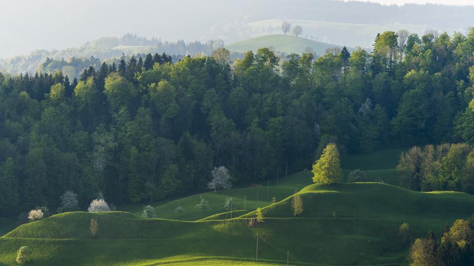 Eine grüne Hügellandschaft mit Wiesen und Bäumen.