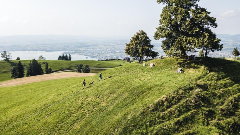 Eine Linde thront auf einem Hügel am Zugerberg. Zwei Frauen laufen mit Hunden Richtung Linde und im Hintergrund ist der See sowie die Stadt zu sehen.