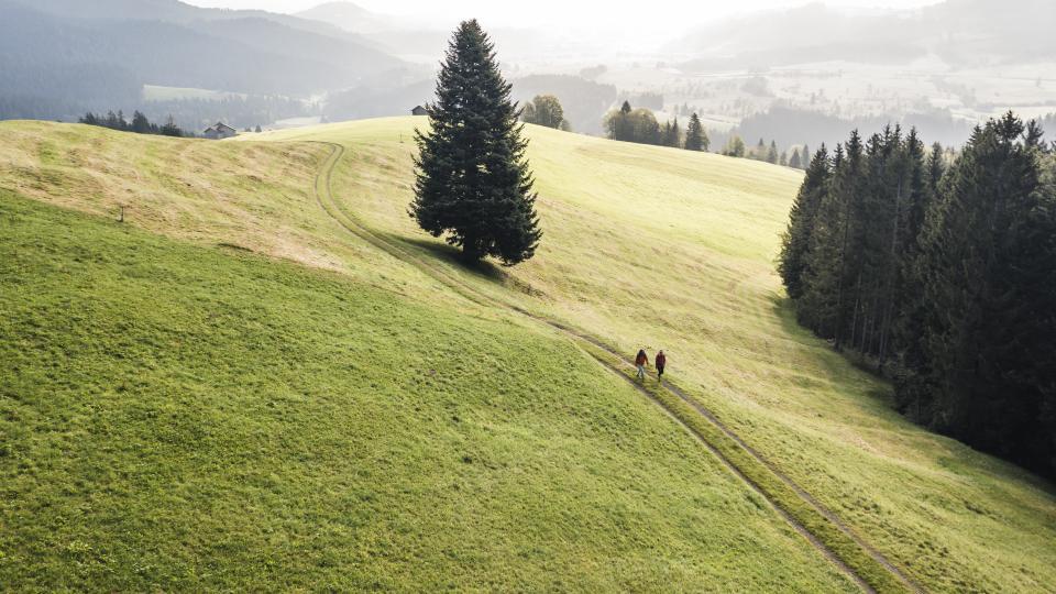 Zwei Menschen wandern auf einer grünen Wiese mit einer alleinstehende Tanne.
