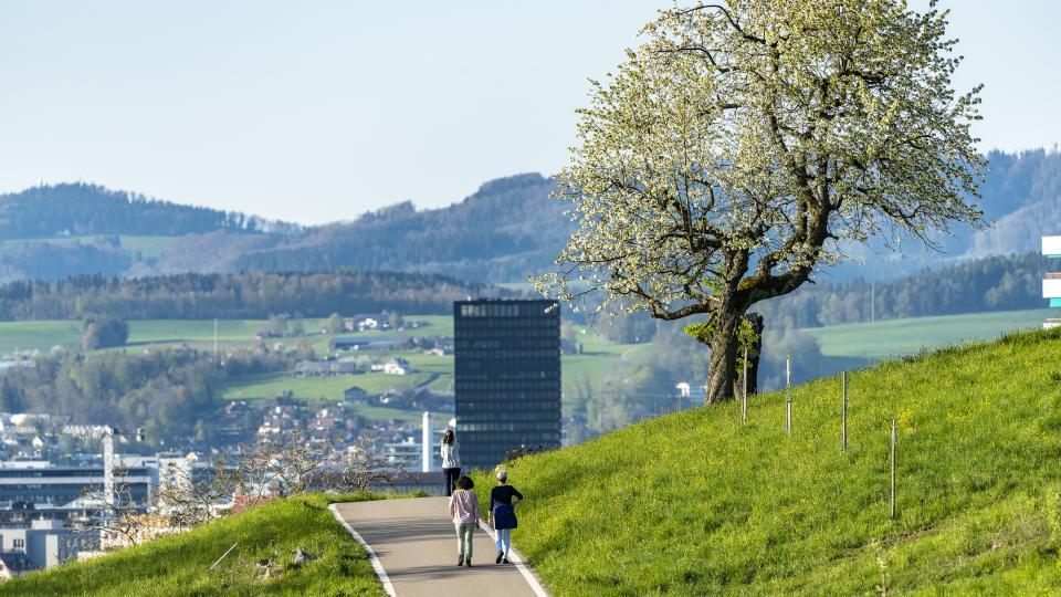 Zwei Menschen Spazieren vor einem blühenden Kirschbaum.