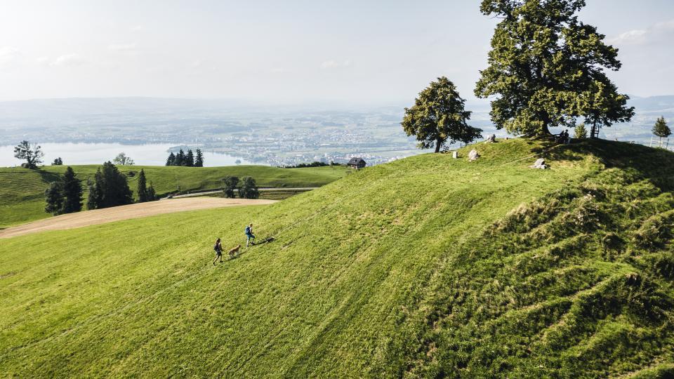Zwei Menschen wandern auf einer grünen Wiese zu einer auf einer Anhöhe gelegenen Linde. Im Hintergrund ist die Stadt und der Zugersee zu sehen.