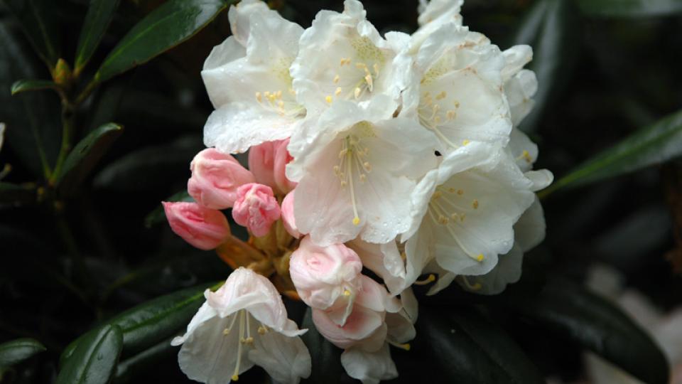 Nahaufnahme weiss blühenden Rhododendren.