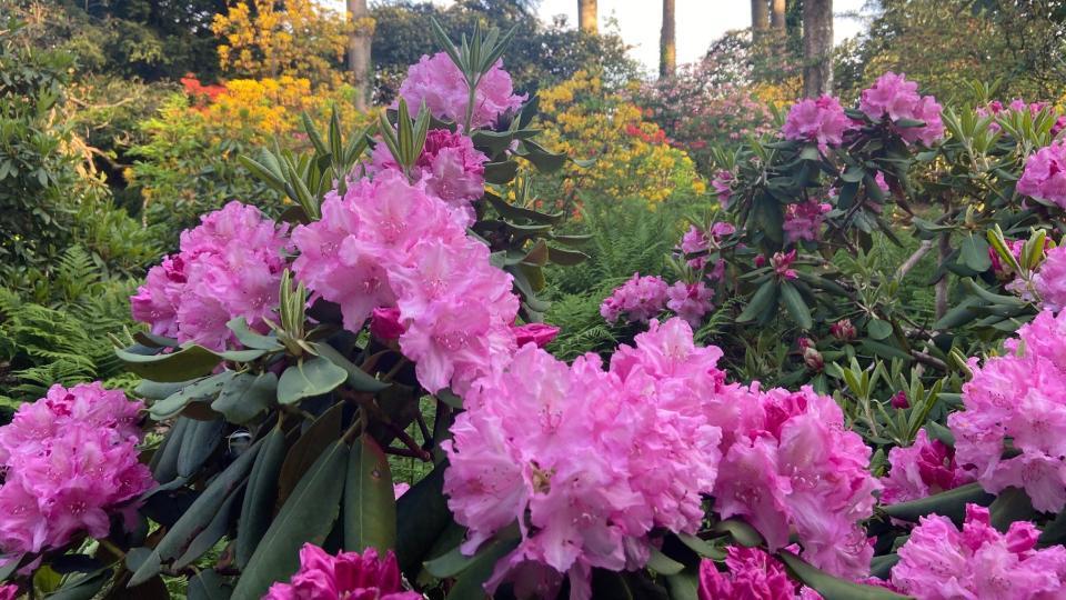 Rhododendron zeigen ein riesiges Spektakel in rosa – roten, lilafarbenen und weissen Farbtönen.