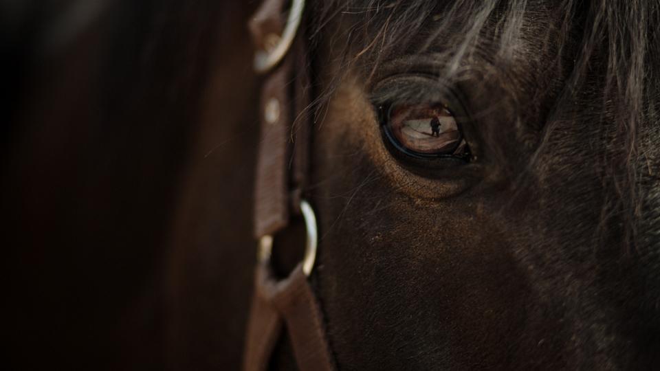 Nahaufnahme Auge eines Pferds