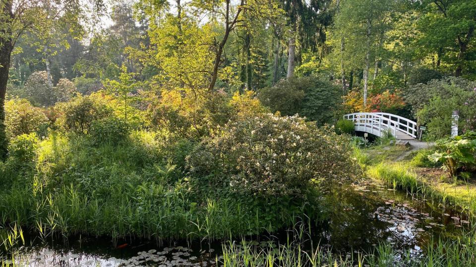 Eine weisse Holzbrücke führt über einen Teich eines japanischen Garten. Der Teich ist umgeben von Laubbäumen und blühenden Rhododendron.