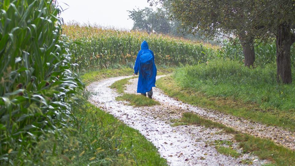 Eine wandernde Person ist auf einem Feldweg neben einem Maisfeld unterwegs.