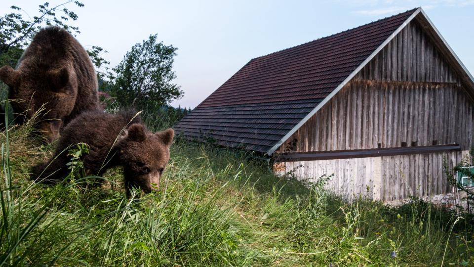 Der Bär und wir - Bären, Wölfe und Luchse in Europa
