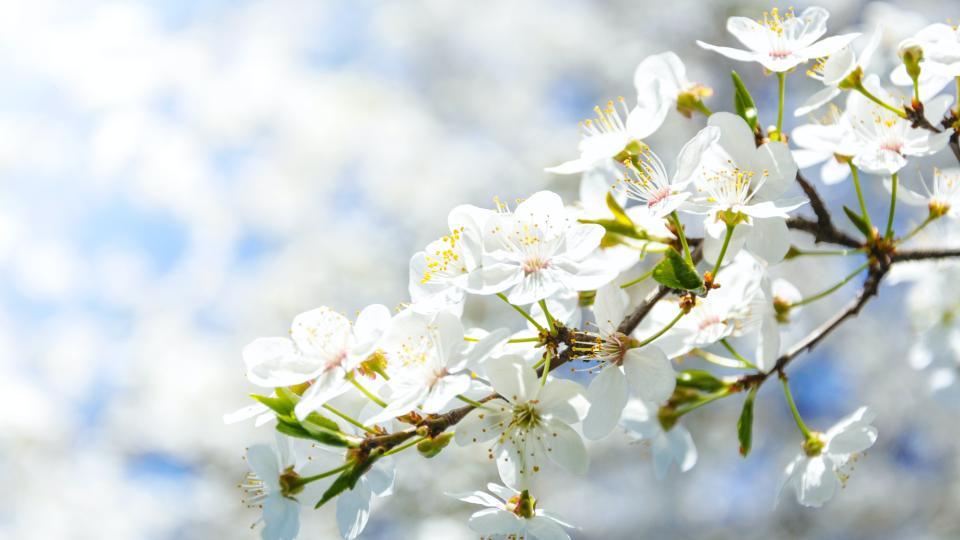 Weissblühende Kirschblüten hängen an einem Ast.
