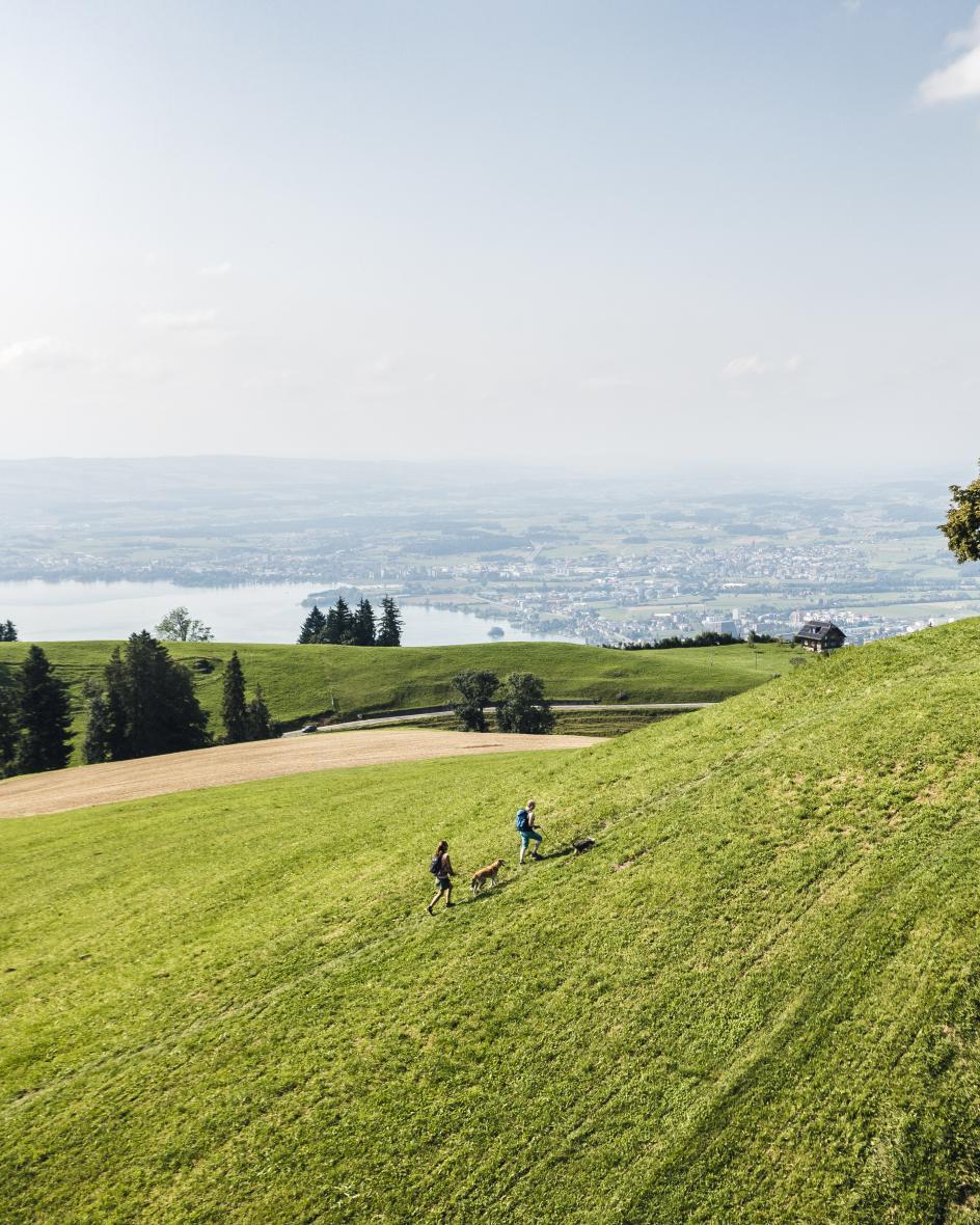 Zwei Menschen wandern auf einer grünen Wiese zu einer auf einer Anhöhe gelegenen Linde. Im Hintergrund ist die Stadt und der Zugersee zu sehen.