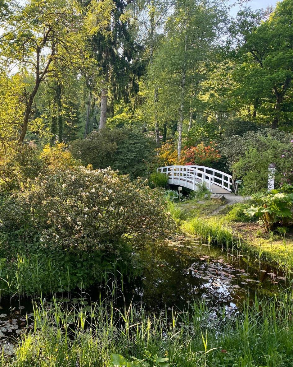Eine weisse Holzbrücke führt über einen Teich eines japanischen Garten. Der Teich ist umgeben von Laubbäumen und blühenden Rhododendron.